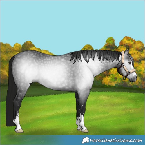 Horse Color:Gray Smoky Black 