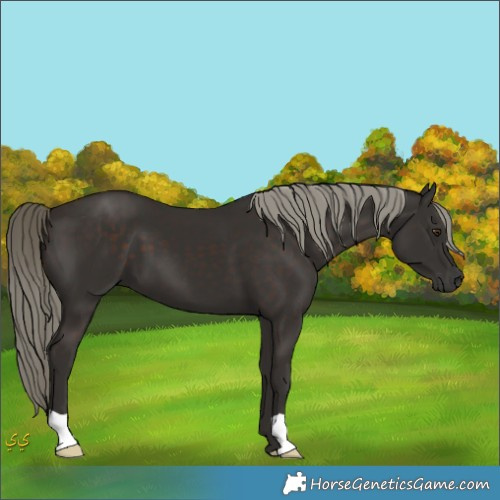 Horse Color:Liver Chestnut Mushroom 