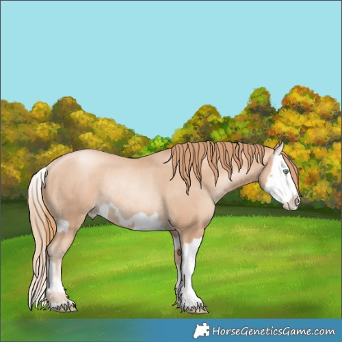 Horse Color:Gold Champagne Pearl Rabicano  and Gold Champagne Pearl Splash Rabicano 