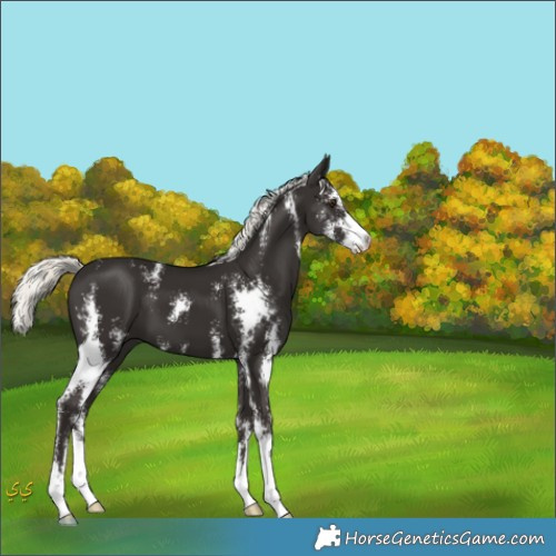 Horse Color:Liver Chestnut Mushroom Sabino 
