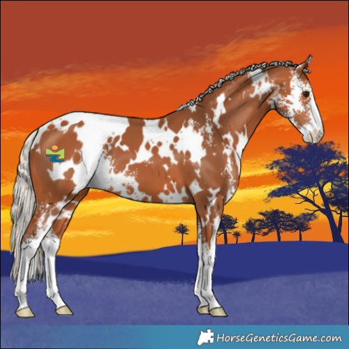 Horse Color:White Spotted Silver Bay Sabino 