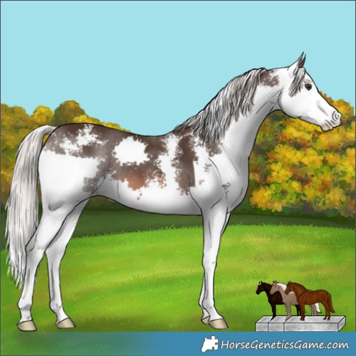 Horse Color:Liver Chestnut Mushroom Sabino Splash