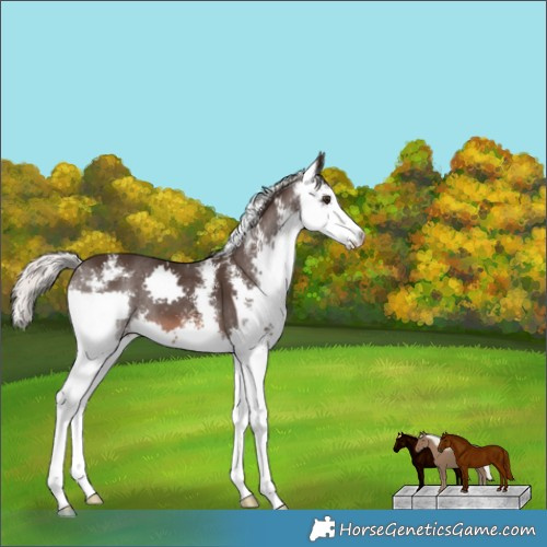 Horse Color:Liver Chestnut Mushroom Sabino Splash