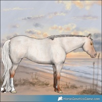 Horse Color:Silver Classic Champagne Roan Dun