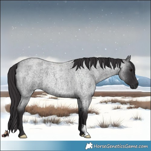 Horse Color:Smoky Blue Roan 