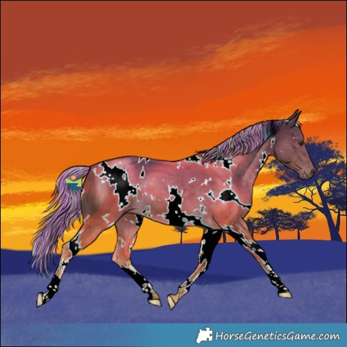 Horse Color:Painted White Spotted Chocolate Palomino 