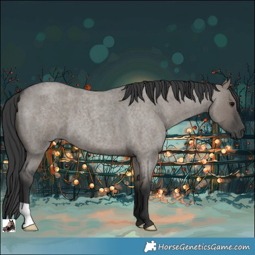 Horse Color:Grullo Roan 