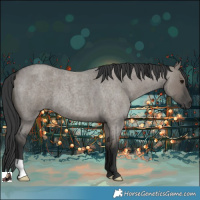 Horse Color:Grullo Roan