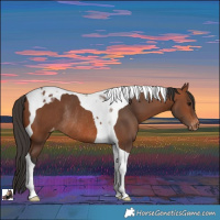 Horse Color:Bay Tobiano Appaloosa Rabicano 