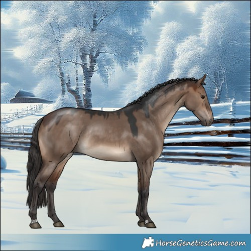 Horse Color:Brown Dun Rabicano 
