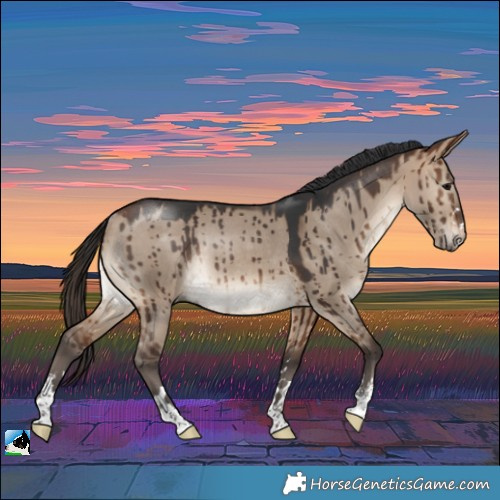 Horse Color:Bay Dun Rabicano Brindle 