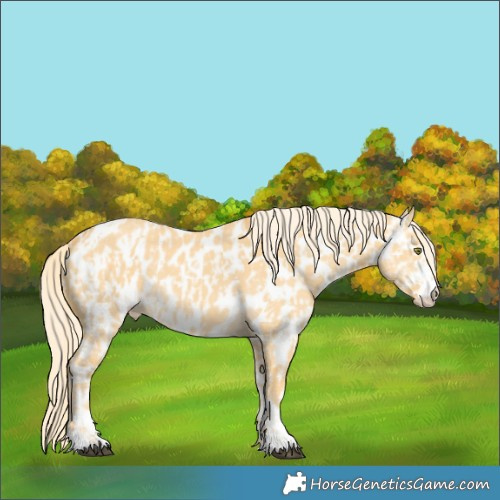 Horse Color:Palomino Dun Appaloosa  and Palomino Dun Appaloosa 