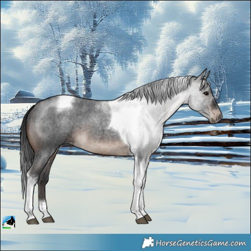 Horse Color:Brown Roan Tobiano 