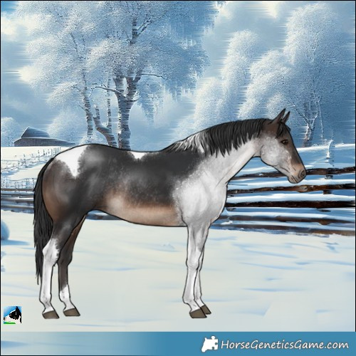 Horse Color:Brown Tobiano Rabicano