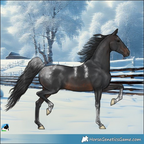 Horse Color:Powder White White Spotted Brown Rabicano 