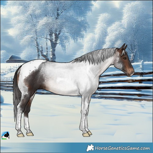 Horse Color:Brown Tobiano Rabicano