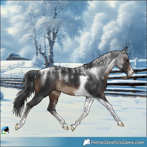 Horse Color:Powder White Brown Tobiano Rabicano