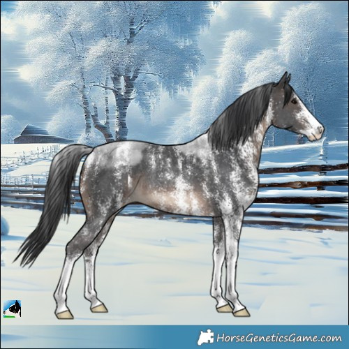 Horse Color:Powder White White Spotted Brown Rabicano