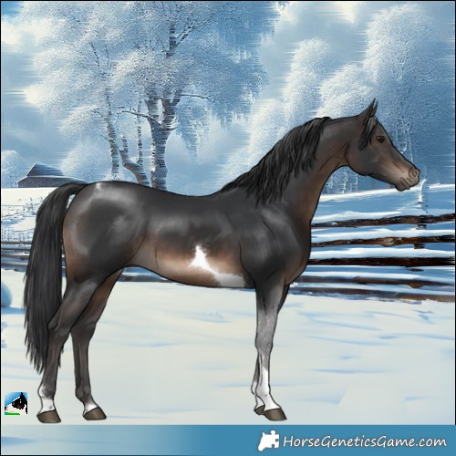 Horse Color:Brown Tobiano Rabicano