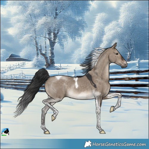 Horse Color:Brown Dun Tobiano Rabicano