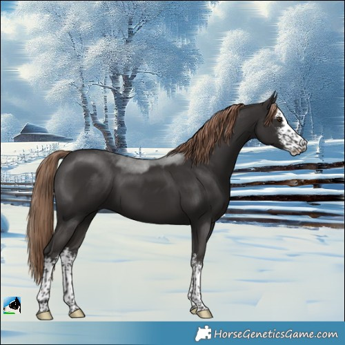 Horse Color:White Spotted Liver Chestnut Rabicano