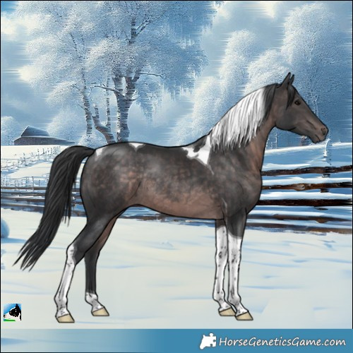 Horse Color:Platinum Brown Tobiano Rabicano 