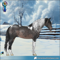 Horse Color:Platinum Brown Tobiano Rabicano 
