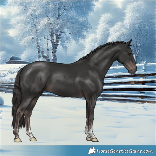 Horse Color:Platinum Liver Chestnut Sabino Rabicano