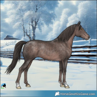 Horse Color:Platinum Liver Chestnut Rabicano