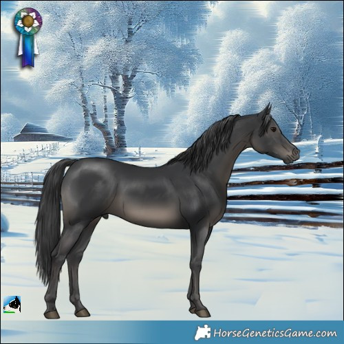 Horse Color:Black Mushroom Rabicano 