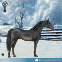 Horse Color:Black Mushroom Rabicano