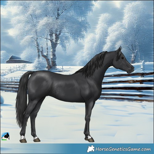 Horse Color:Black Mushroom Rabicano 
