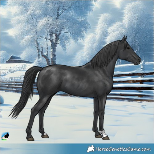Horse Color:Black 