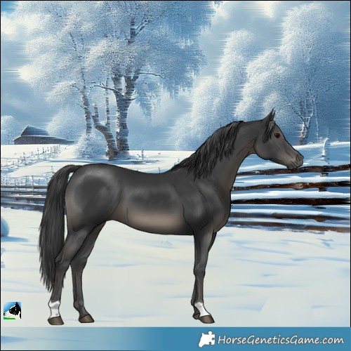 Horse Color:Black 