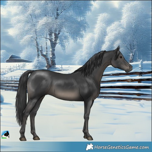 Horse Color:Black Mushroom Rabicano 