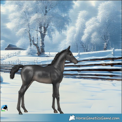 Horse Color:Black Rabicano