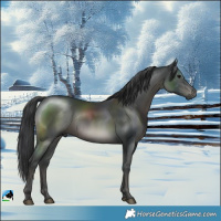 Horse Color:Black Rabicano 