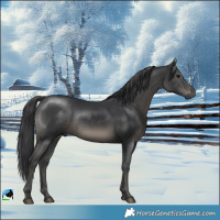 Horse Color:Black Rabicano 