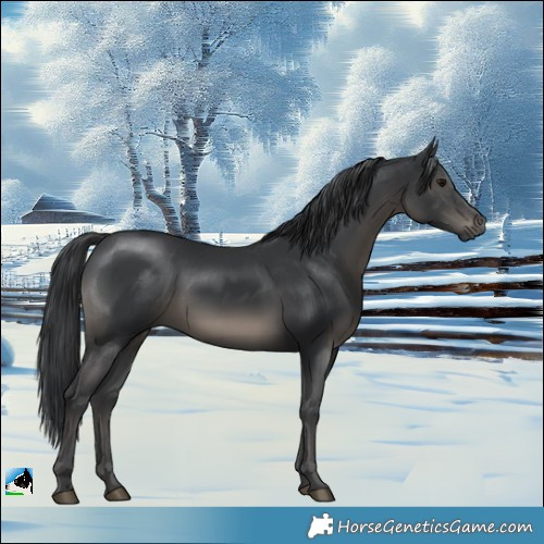 Horse Color:Black Mushroom 
