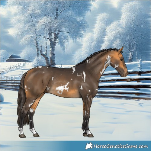 Horse Color:White Spotted Buckskin Rabicano