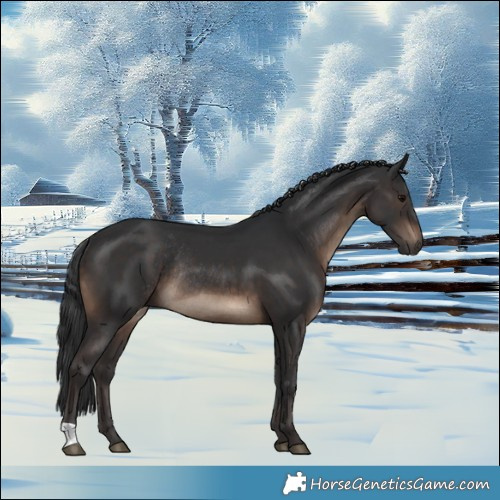 Horse Color:Brown Rabicano 
