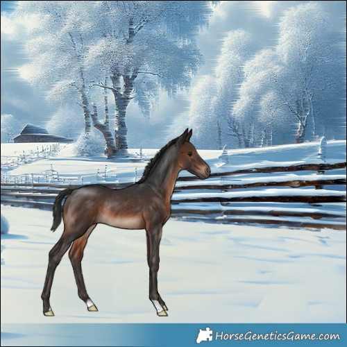 Horse Color:Brown Mushroom Rabicano 