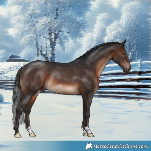 Horse Color:Brown Mushroom Rabicano 