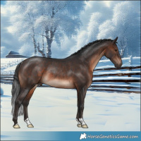 Horse Color:Brown Mushroom Rabicano 