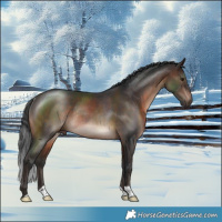 Horse Color:Brown Mushroom Rabicano 