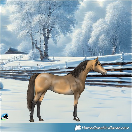 Horse Color:Buckskin 