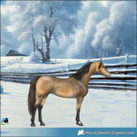 Horse Color:Buckskin 