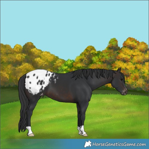 Horse Color:Brown Appaloosa 