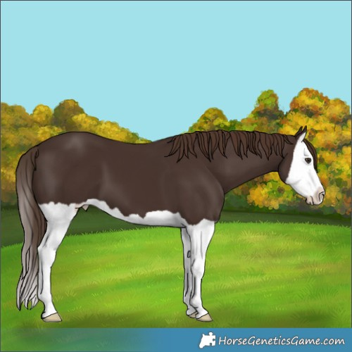 Horse Color:Liver Chestnut Splash 