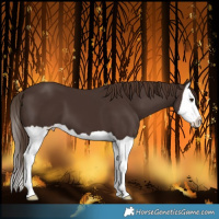 Horse Color:Liver Chestnut Splash 